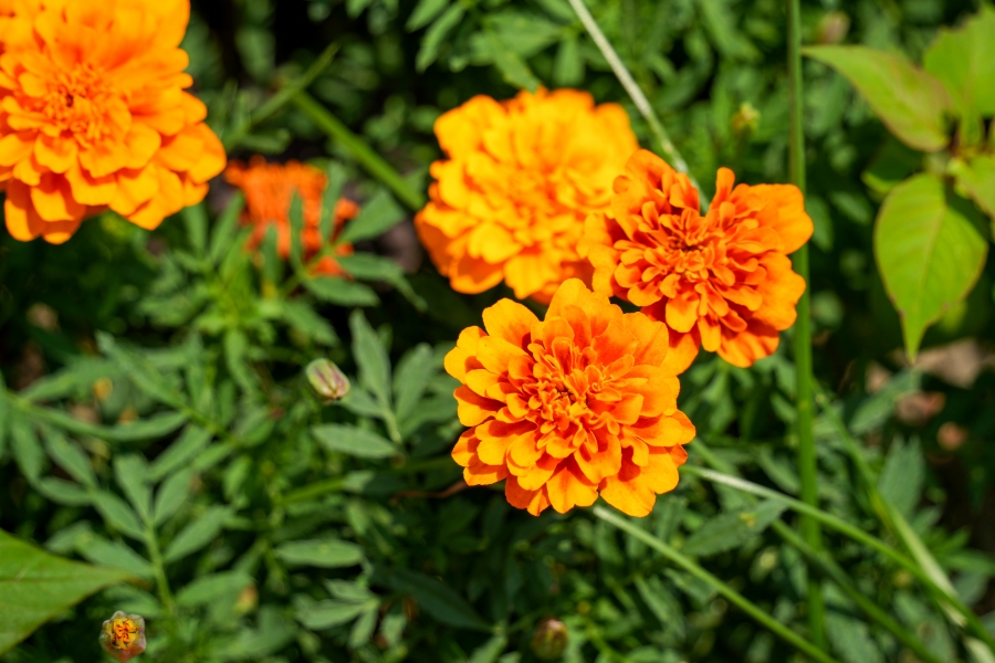 SONY α7CR + TAMRON 28-200mm F/2.8-5.6 Di III RXD