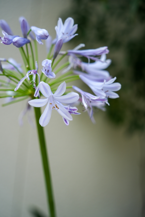 SONY α7CR + TAMRON 28-200mm F/2.8-5.6 Di III RXD
