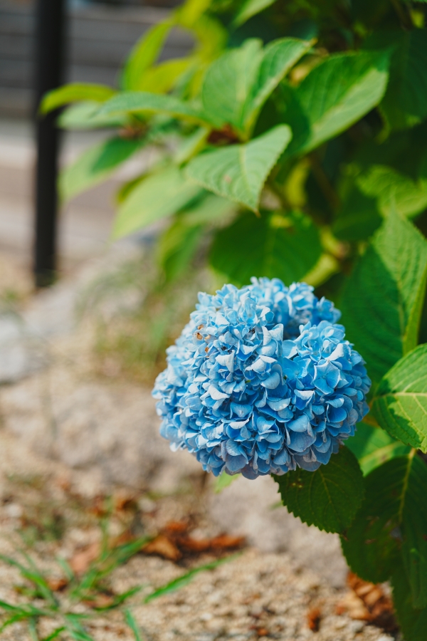 SONY α7CR + FE 24-50mm F2.8 G