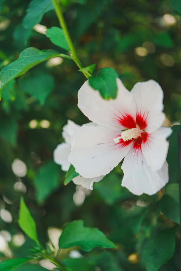 SONY α7CR + FE 24-50mm F2.8 G