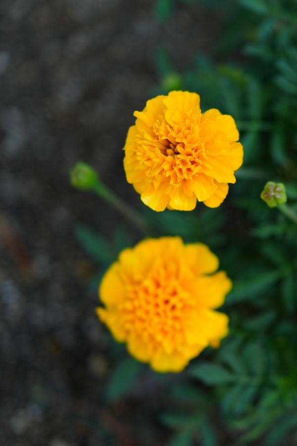 SONY α7CR + FE 24-50mm F2.8 G