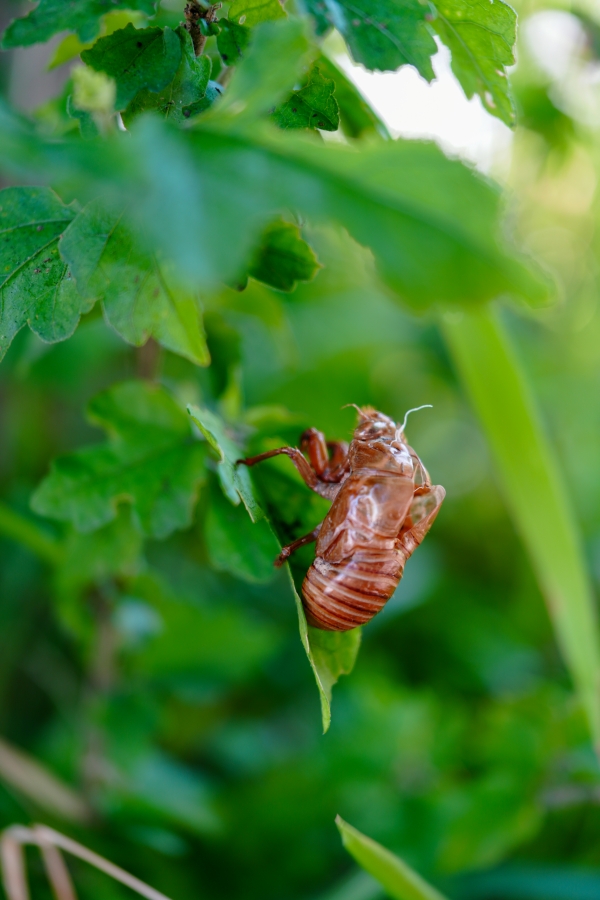 SONY α7CR + FE 24-50mm F2.8 G
