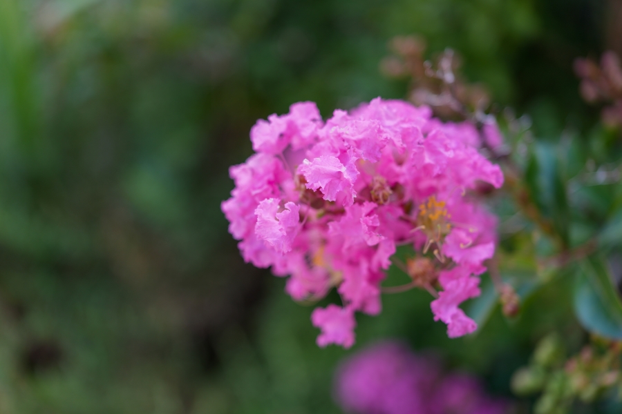 SONY α7CR + FE 24-50mm F2.8 G