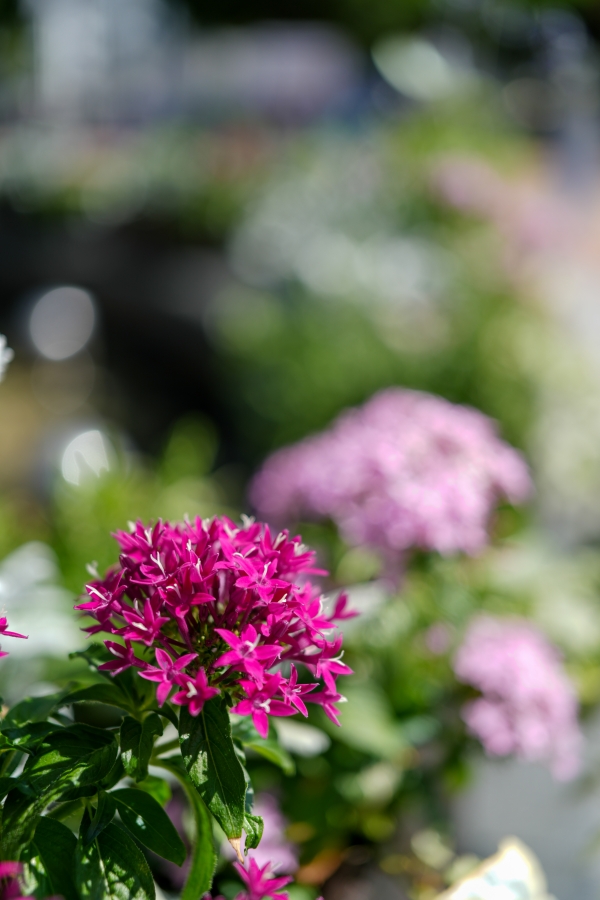 SONY α7CR + FE 24-50mm F2.8 G