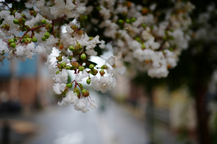 SONY α7CR + FE 35mm F1.8