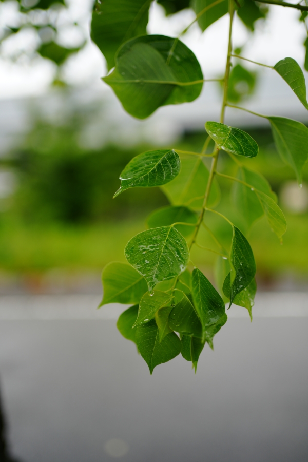 SONY α7CR + FE 35mm F1.8