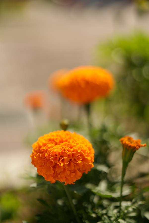 SONY α7CR + FE 50mm F1.4 GM