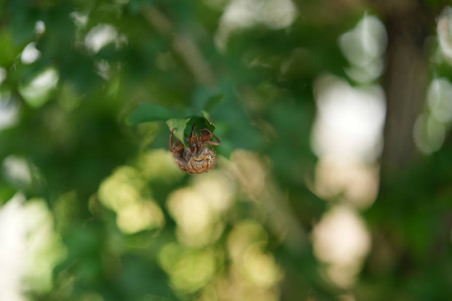 SONY α7CR + FE 50mm F1.4 GM