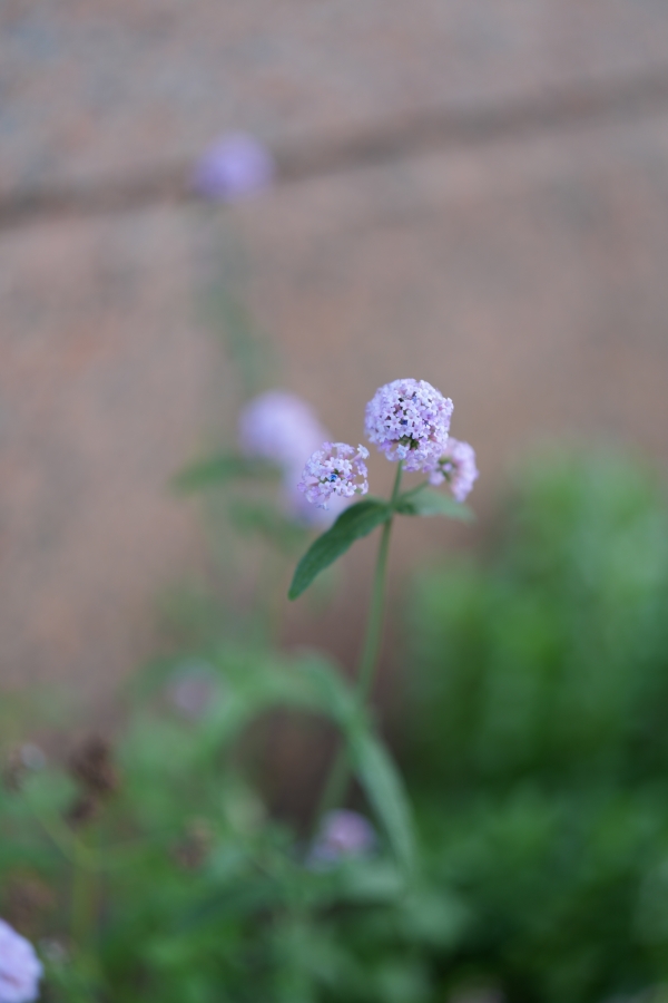 SONY α7CR + FE 50mm F1.4 GM
