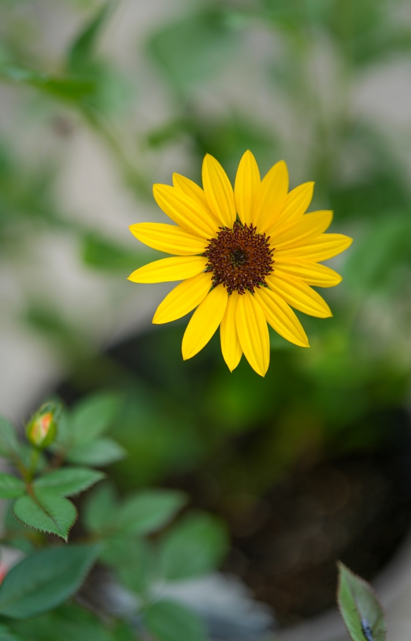 SONY α7CR + FE 50mm F1.4 GM