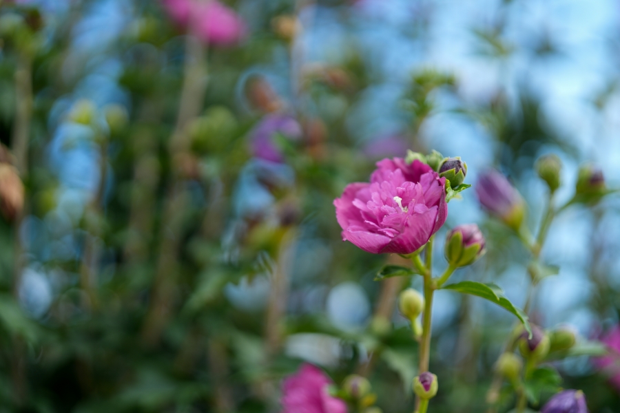 SONY α7CR + FE 50mm F1.4 GM