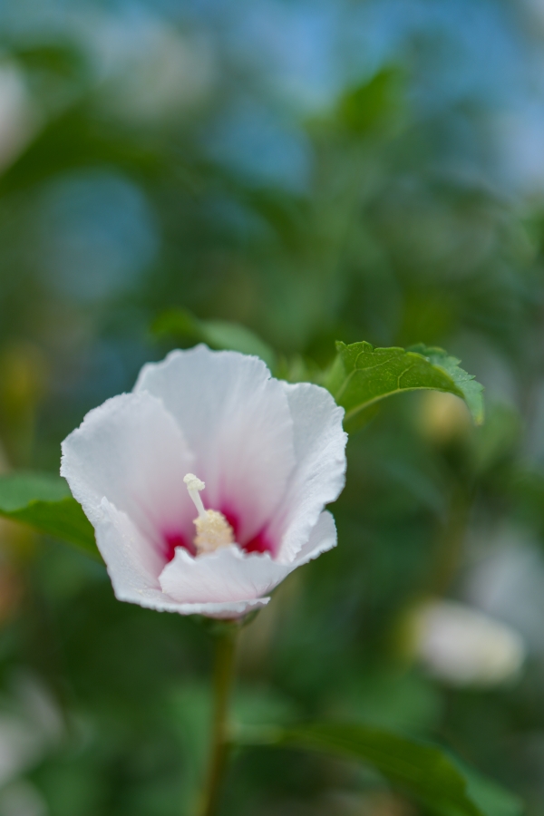 SONY α7CR + FE 50mm F1.4 GM