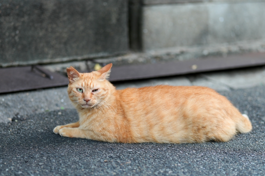 SONY α7CR + FE 50mm F1.4 GM