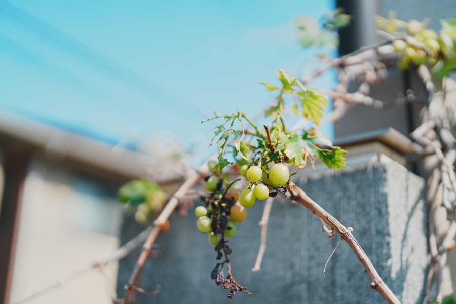 SONY α7CR + FE 50mm F1.4 GM