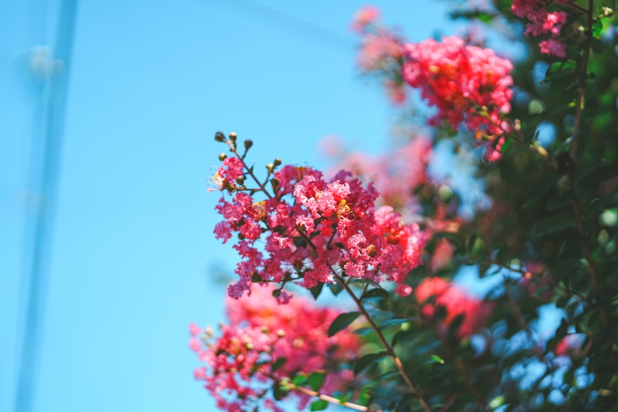 SONY α7CR + FE 50mm F1.4 GM
