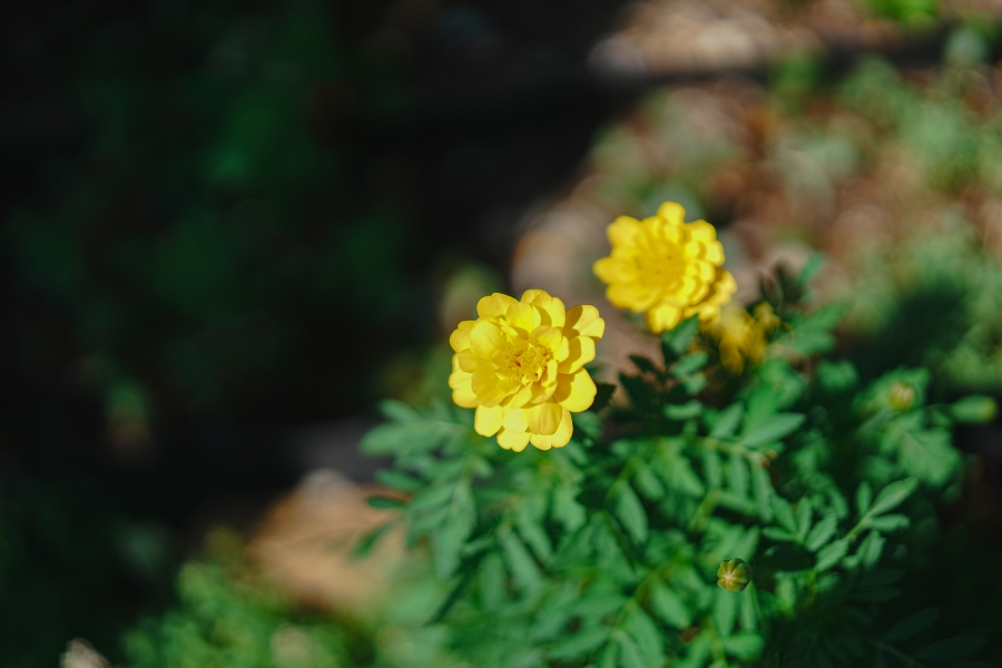 SONY α7CR + FE 50mm F1.4 GM