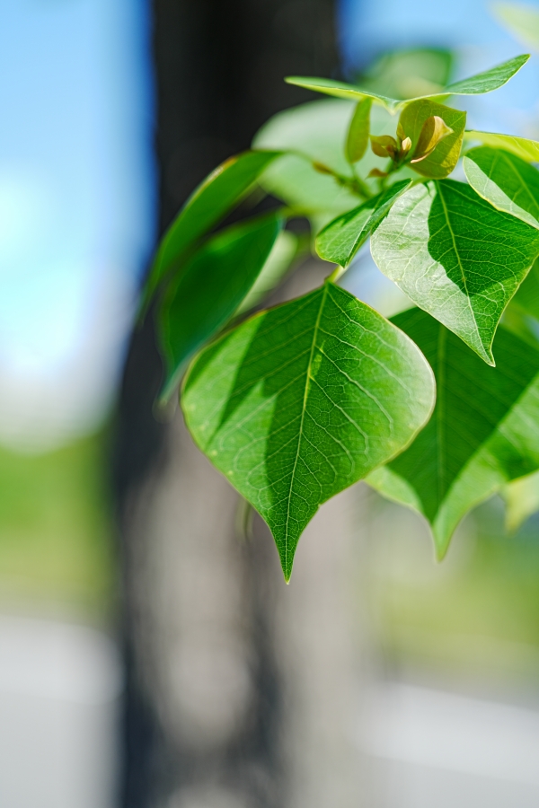 SONY α7CR + FE 24-50mm F2.8 G