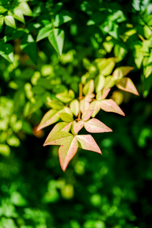 SONY α7CR + FE 24-50mm F2.8 G