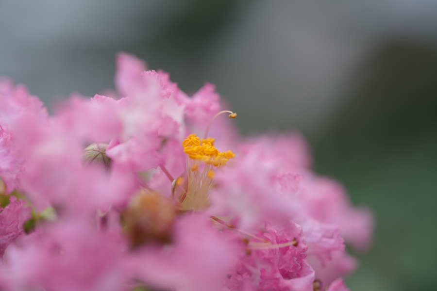 SONY α7CR + TAMRON 90mm F/2.8 Di III MACRO VXD