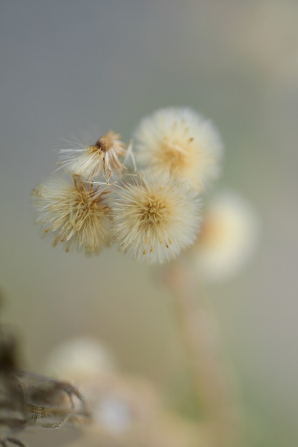SONY α7CR + TAMRON 90mm F/2.8 Di III MACRO VXD