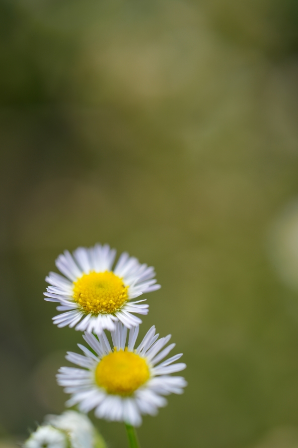 SONY α7CR + TAMRON 90mm F/2.8 Di III MACRO VXD