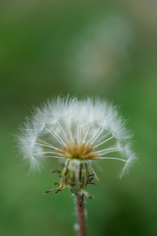 SONY α7CR + TAMRON 90mm F/2.8 Di III MACRO VXD