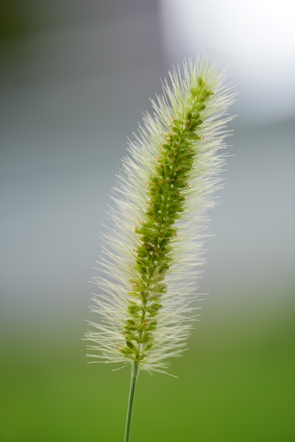 SONY α7CR + TAMRON 90mm F/2.8 Di III MACRO VXD