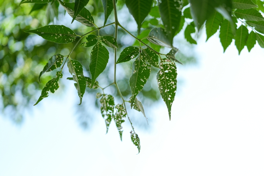 SONY α7CR + FE 24-50mm F2.8 G