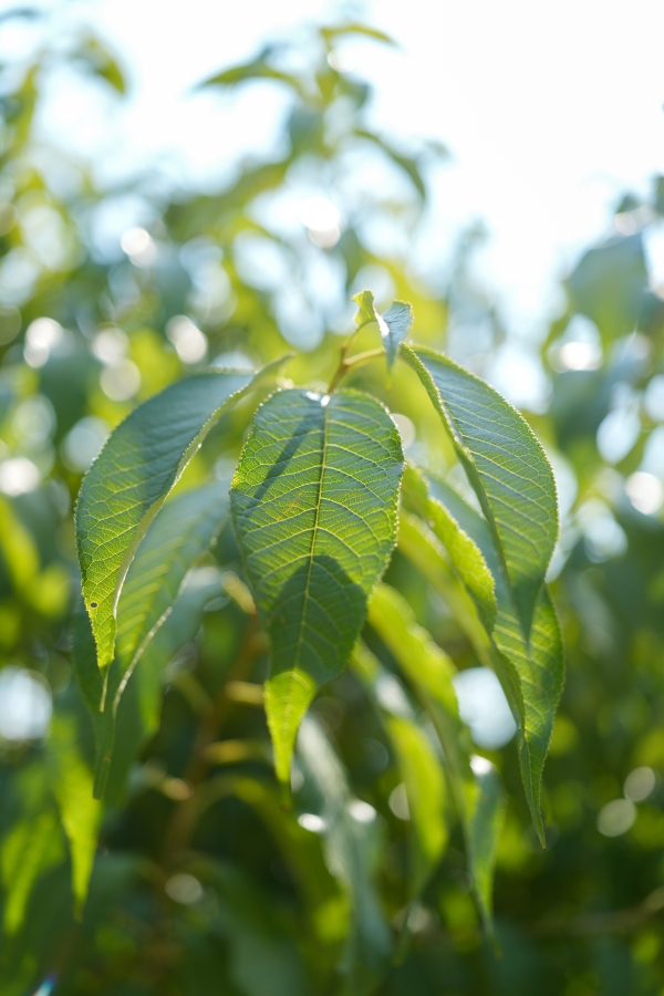 SONY α7CR + FE 24-50mm F2.8 G