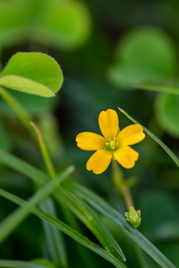 Nikon Z50II + NIKKOR Z MC 50mm f/2.8