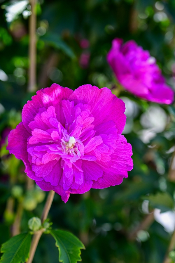 Nikon Z50II + NIKKOR Z MC 50mm f/2.8