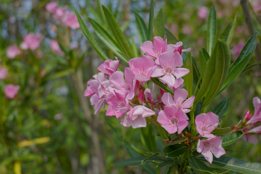 LUMIX S9 + LUMIX S 28-200mm F4-7.1 MACRO O.I.S