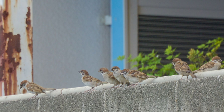 LUMIX S9 + LUMIX S 28-200mm F4-7.1 MACRO O.I.S
