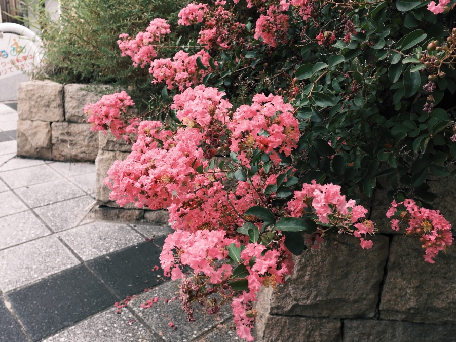 FUJIFILM X half