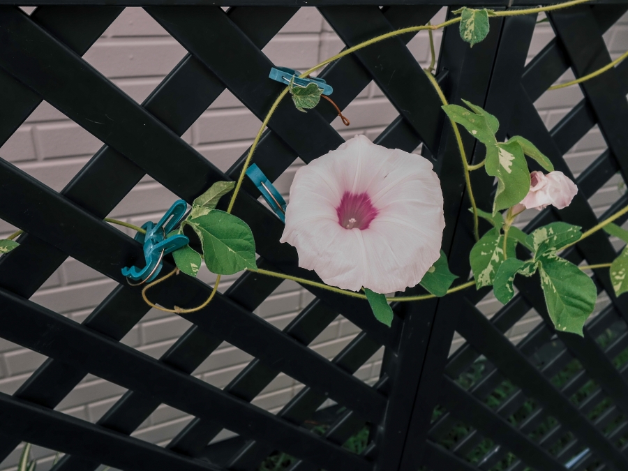FUJIFILM X half