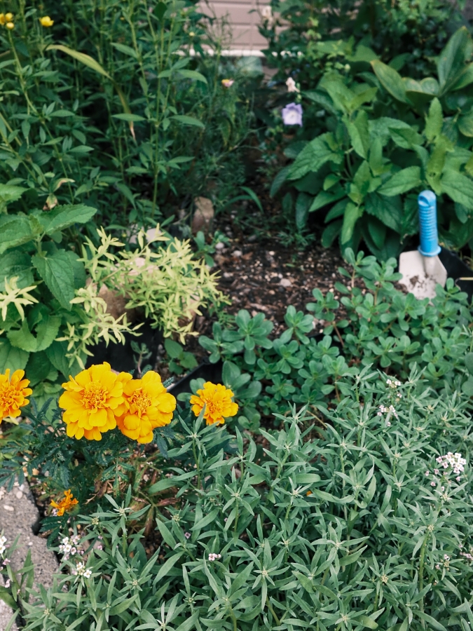 FUJIFILM X half