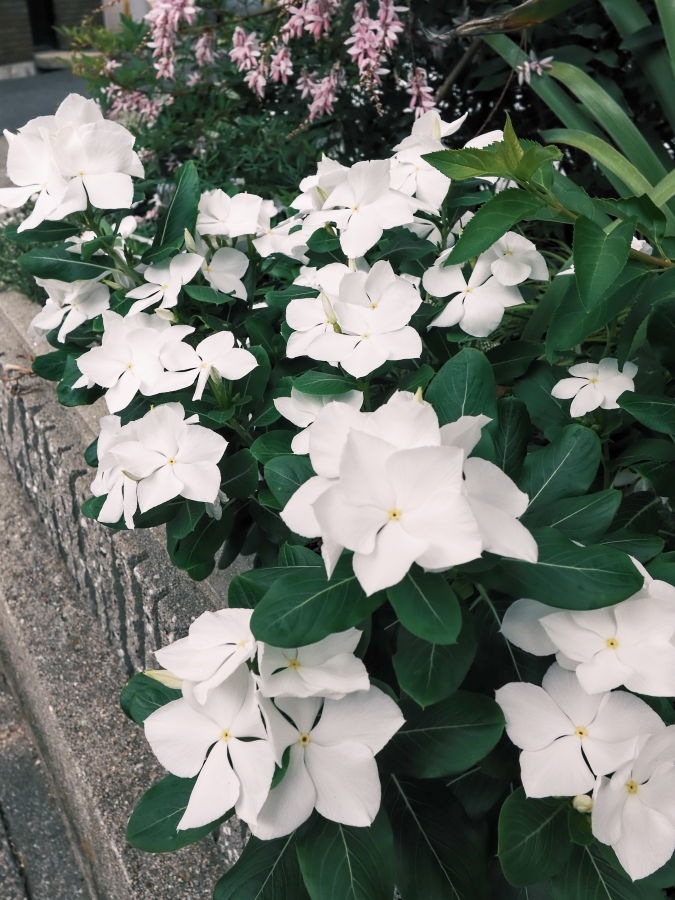 FUJIFILM X half