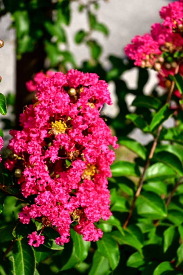 Nikon Z50 II + NIKKOR Z DX 16-50mm f/3.5-6.3 VR