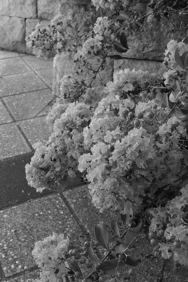 OM SYSTEM OM-5 Mark II + M.ZUIKO DIGITAL ED 12-45mm F4.0 PRO