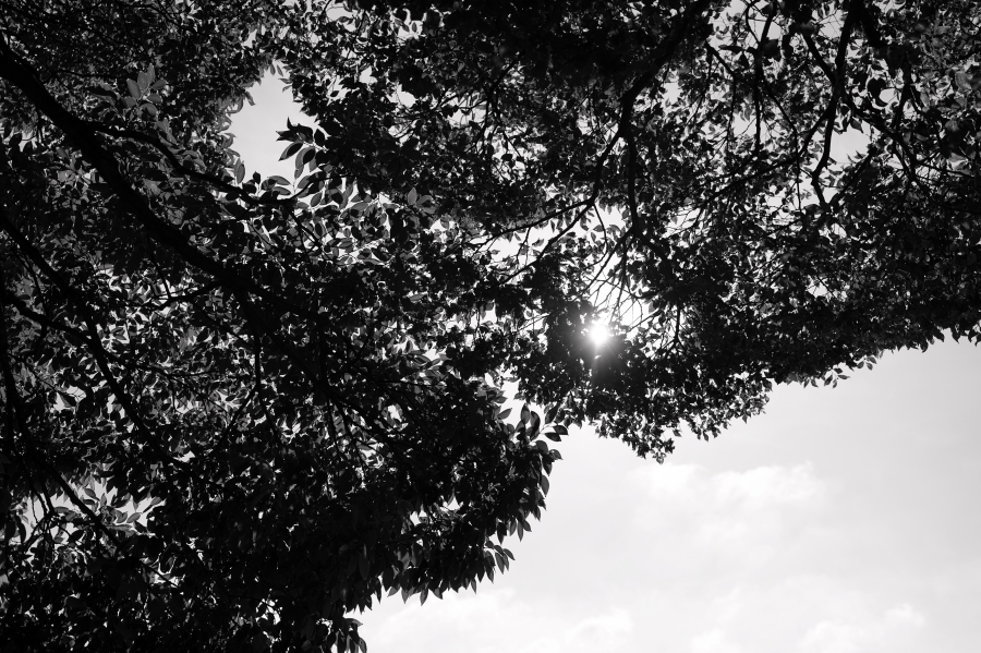 SONY α7CR + FE 24-50mm F2.8 G