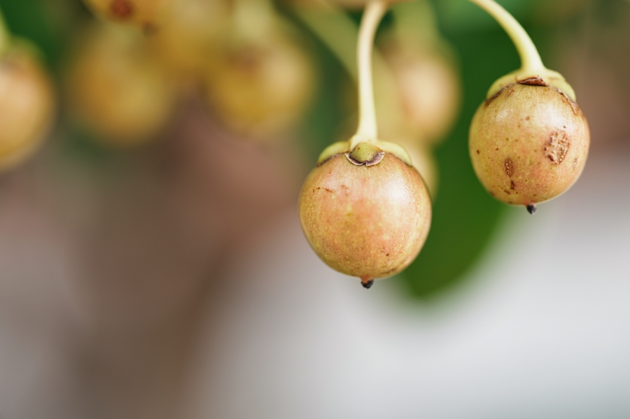 SONY α7CR + TAMRON 90mm F/2.8 Di III MACRO VXD