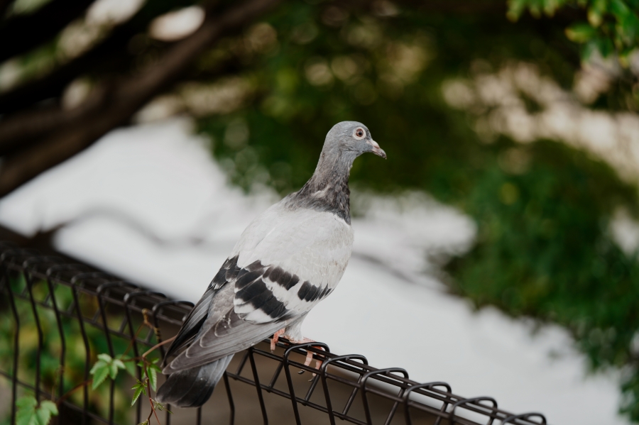 SONY α7CR + TAMRON 90mm F/2.8 Di III MACRO VXD