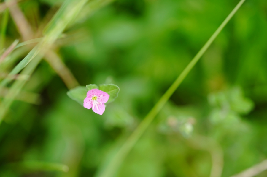 SONY α7CR + TAMRON 90mm F/2.8 Di III MACRO VXD