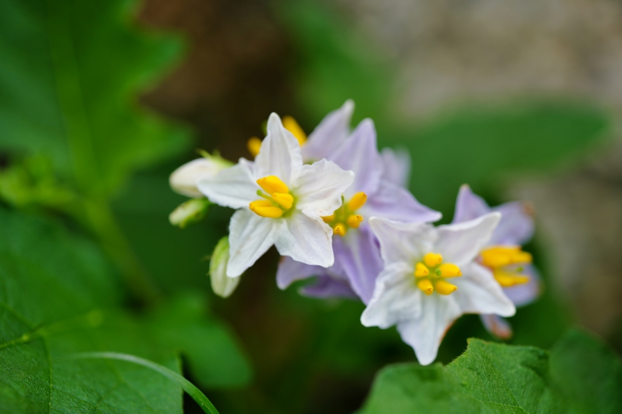 SONY α7CR + TAMRON 90mm F/2.8 Di III MACRO VXD