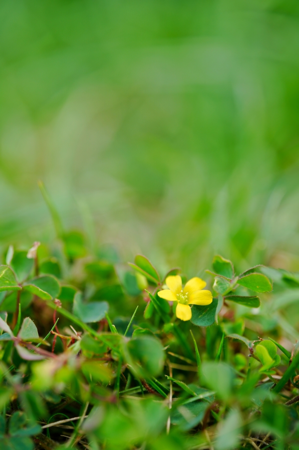 SONY α7CR + TAMRON 90mm F/2.8 Di III MACRO VXD