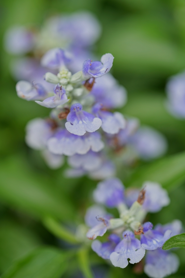 SONY α7CR + TAMRON 90mm F/2.8 Di III MACRO VXD