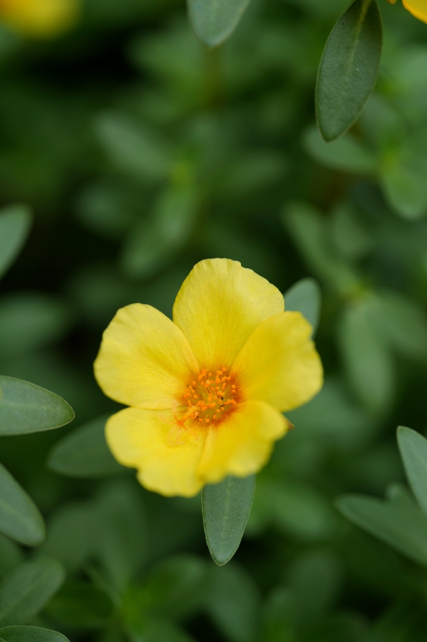 SONY α7CR + TAMRON 90mm F/2.8 Di III MACRO VXD