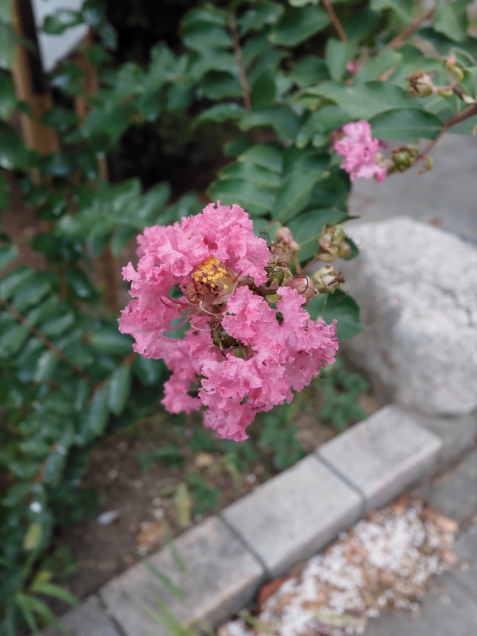 FUJIFILM X half