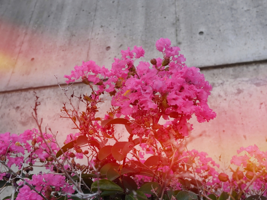 FUJIFILM X half