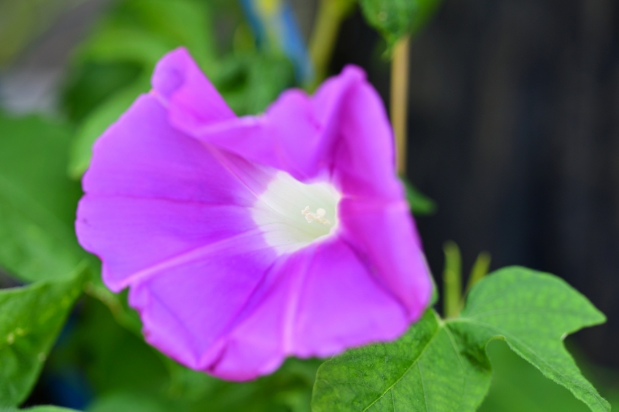 Nikon Z50II + TAMRON 90mm F/2.8 Di III MACRO VXD
